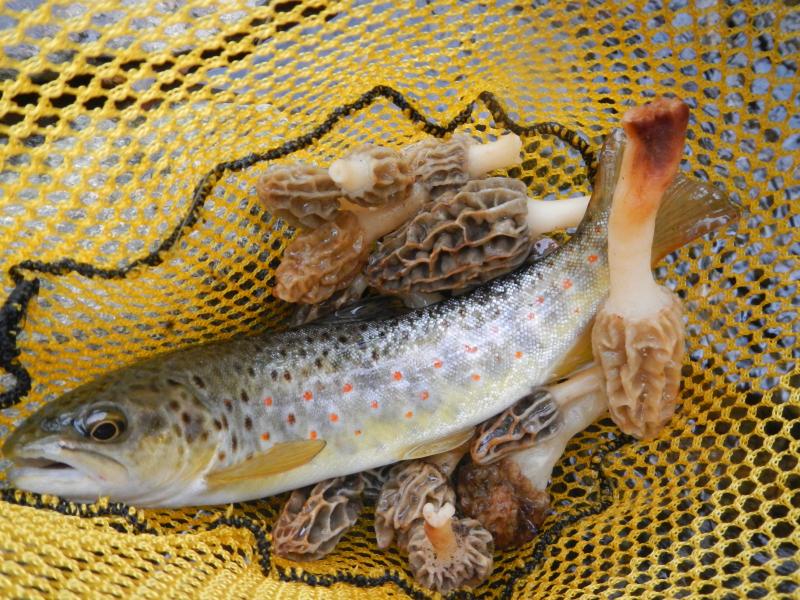 Morel mushrooms, wild brown trout, fly fishing