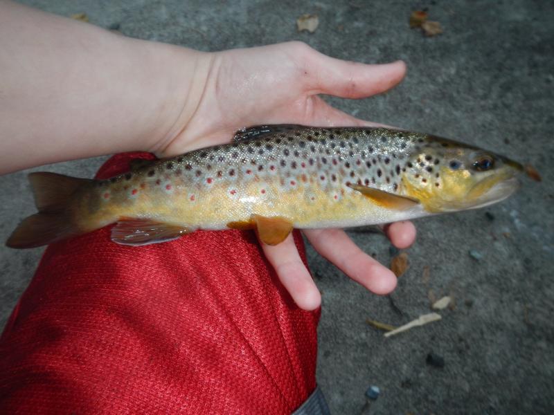 wild brown trout, dry fly, wild trout fishing