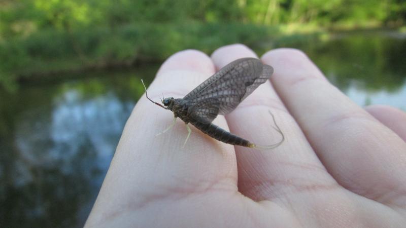 slate drake mayfly, isonychia, white-gloved howdy, slate drake