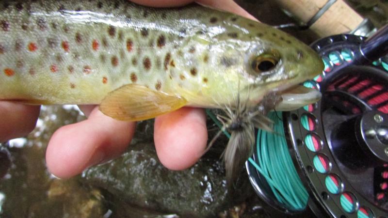 slate drake, wild brown trout, dry fly