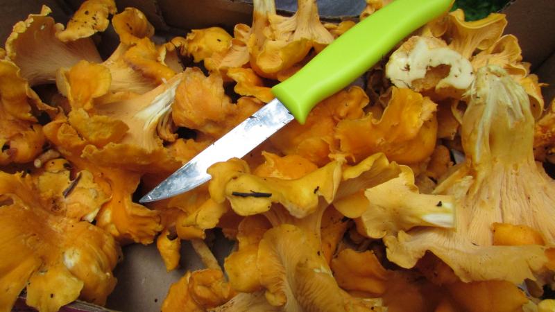 chanterelle mushrooms, wild mushrooms, edible mushrooms, PA mushrooms, fungus