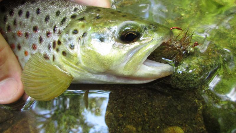 wild brown trout, crayfish jig, crayfish, brown trout, Class A trout waters