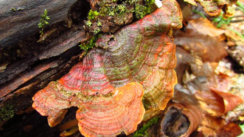bracket fungus, wild trout fishing, hendrickson dry fly, stonefly