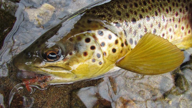 wild brown trout, crayfish jig, crayfish, brown trout, Class A trout waters