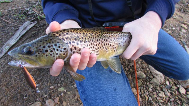 ambrose custom lures, brown trout, wild brown trout