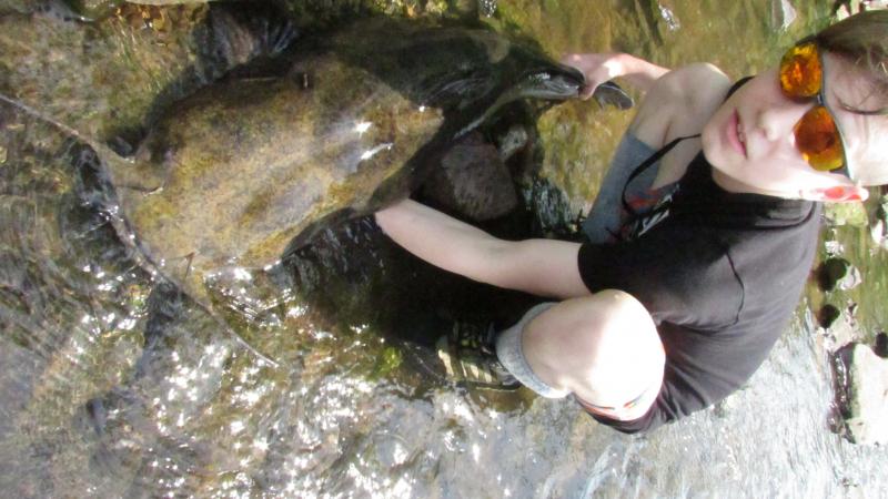 flathead catfish, catfish, channel catfish, catfishing