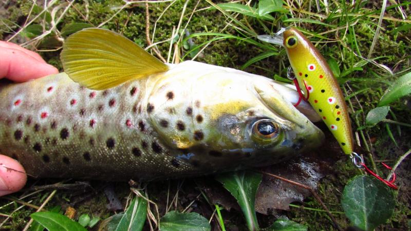 wild brown trout, class A waters, delayed harvest fishing