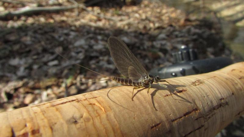 Quill Gordon, Mayfly, spring bugs, PA HATCH CHART