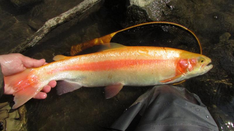 Golden Rainbow Trout, Caddis, beadtail caddis, palomino