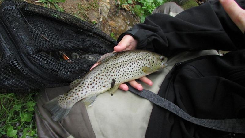 stickbait, ambrose custom lures, brown trout, manatawny creek, fish PA