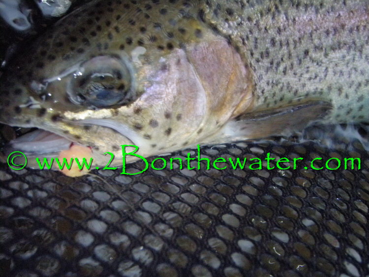 yellow breeches, globug, scud, caddis, rainbow trout
