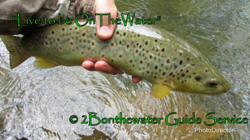 wild brown trout, stonefly nymph, stonefly, pa trout fishing, fly fishing