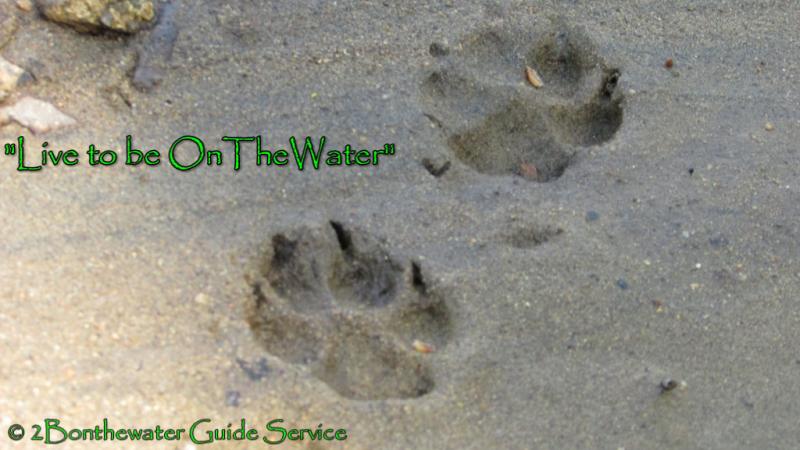 coyote tracks, deer carcass, dry fly fishing, PA fish and Boat