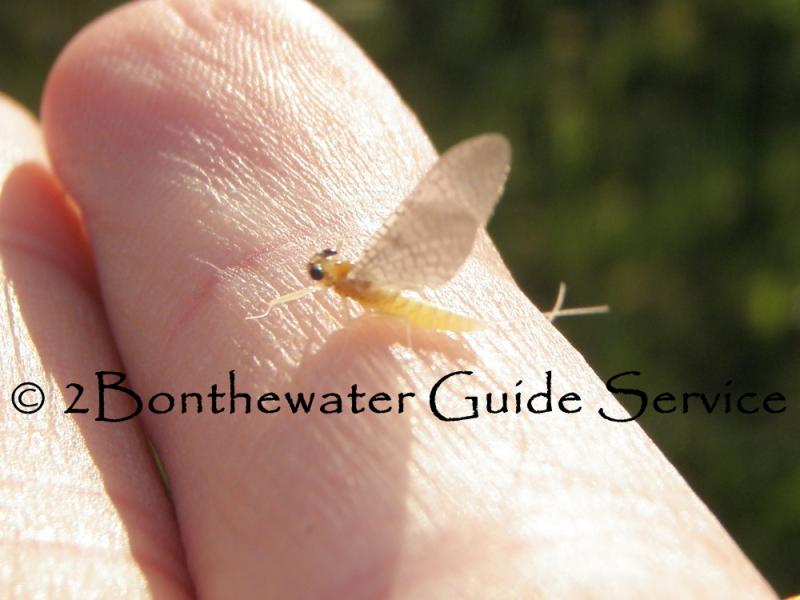 hebe mayfly, mayfly, hebes, hebe hatch, Manatawny Creek, Fly fishing, wild trout