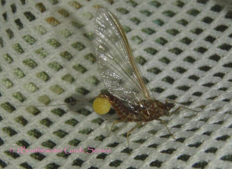 Hendrickson with egg sac